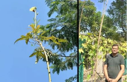 Special Farmer: कभी देखा है भिंडी का इतना बड़ा पेड़