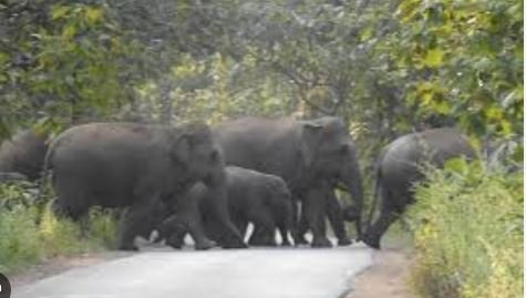 CG Elephants: अभी खत्म नहीं हुआ है हाथियों का आतंक!
