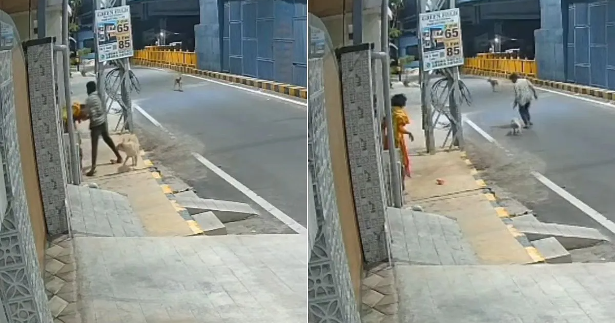 कुत्तों ने महिला को छेड़छाड़ से बचाया! नशे में युवक ने की जबरदस्ती की कोशिश, CCTV में कैद हुआ पूरा मामला