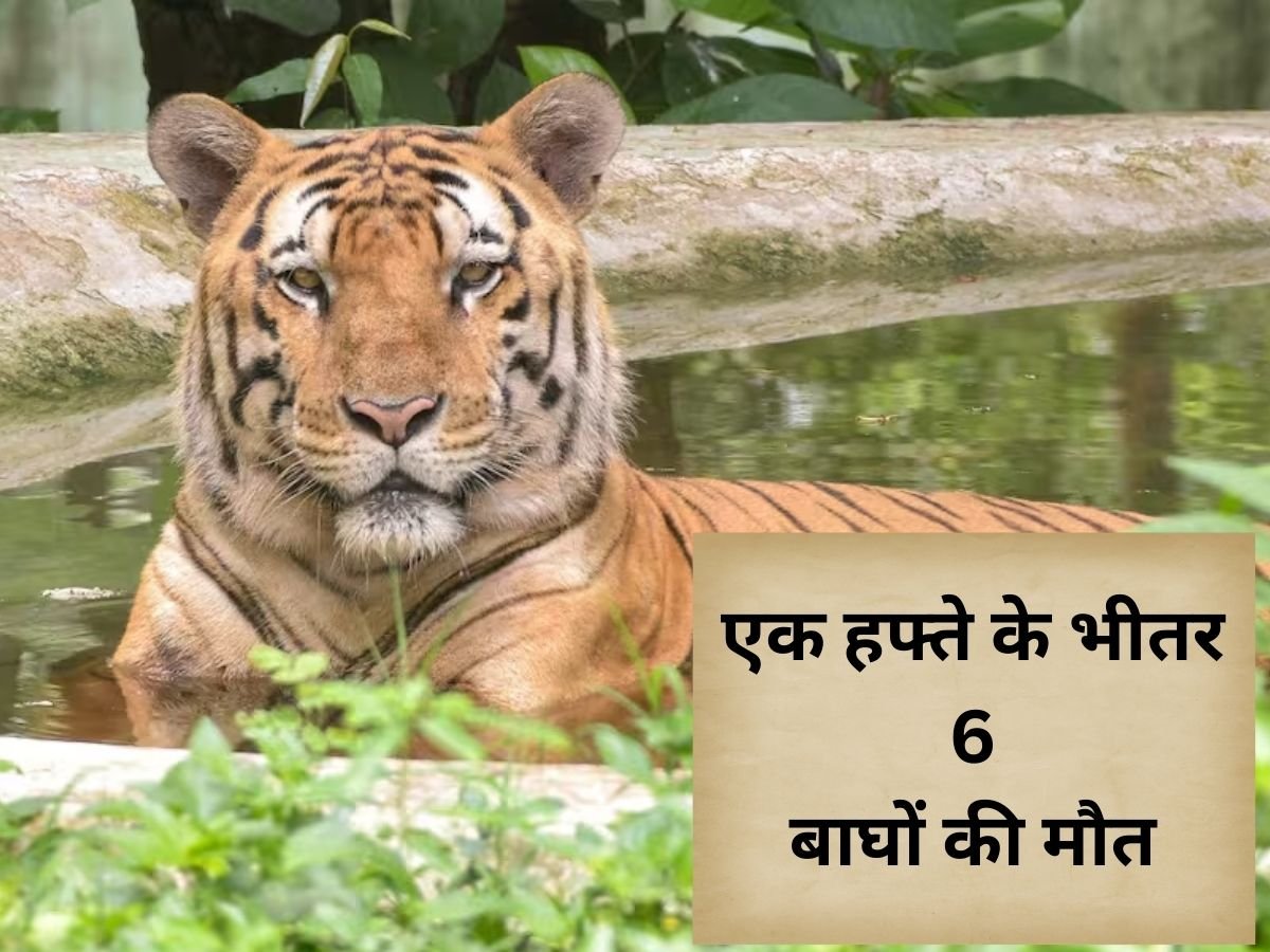 6 tigers died in a week: एक हफ्ते में 6 बाघों की मौत, सालभर का आंकड़ा पहुंचा 54!