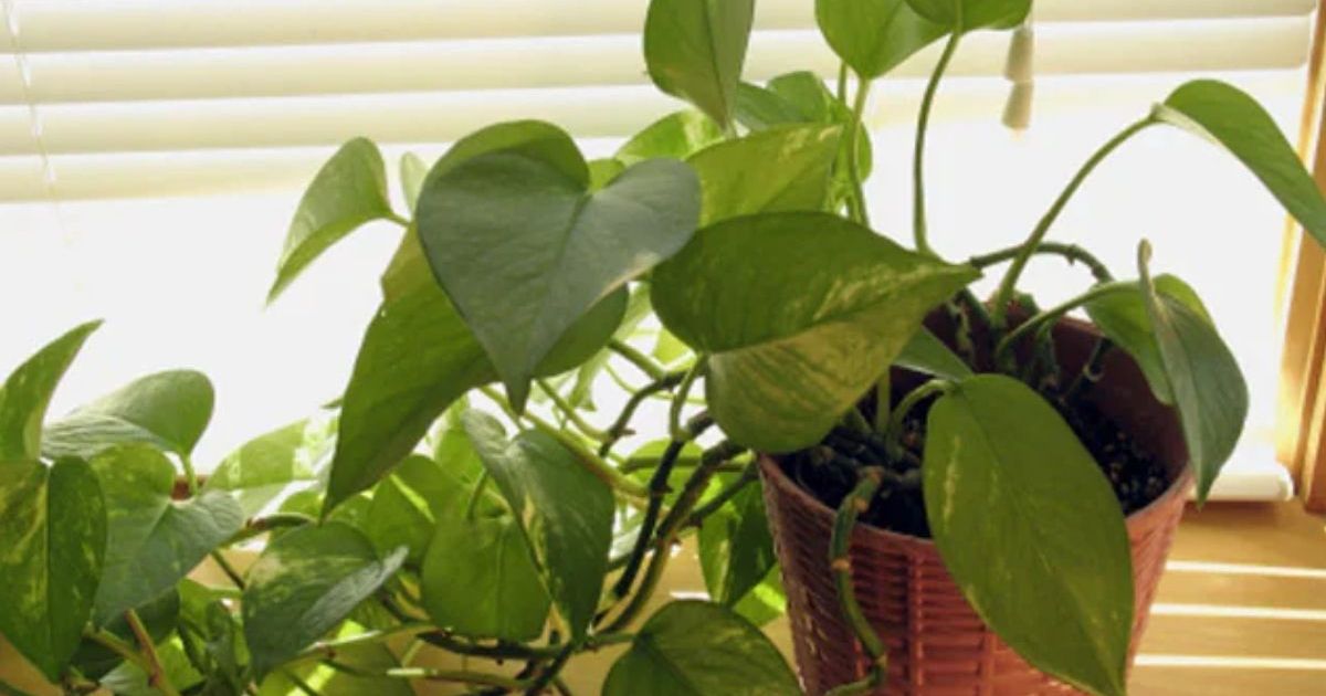 Money Plant Vastu Tips: सही दिशा में लगाएं मनी प्लांंट, घर में आएगी सुख- समृद्धि