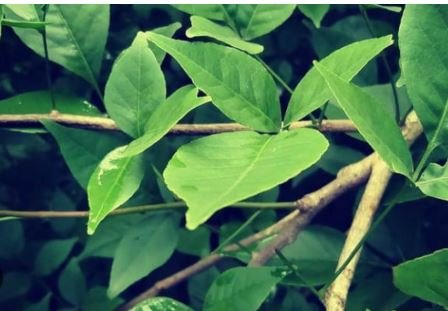 Belpatra Health Benefits: धार्मिक आस्था के साथ सेहत के लिए भी बेहद फायदेमंद है पत्ता!