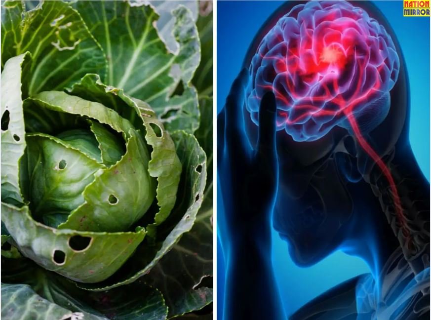 Eating Cabbage Can Cause Death: अगर आप खाते हैं पत्ता गोभी तो हो जाएं सावधान, नहीं तो दिमाग में हो सकते कीड़े!