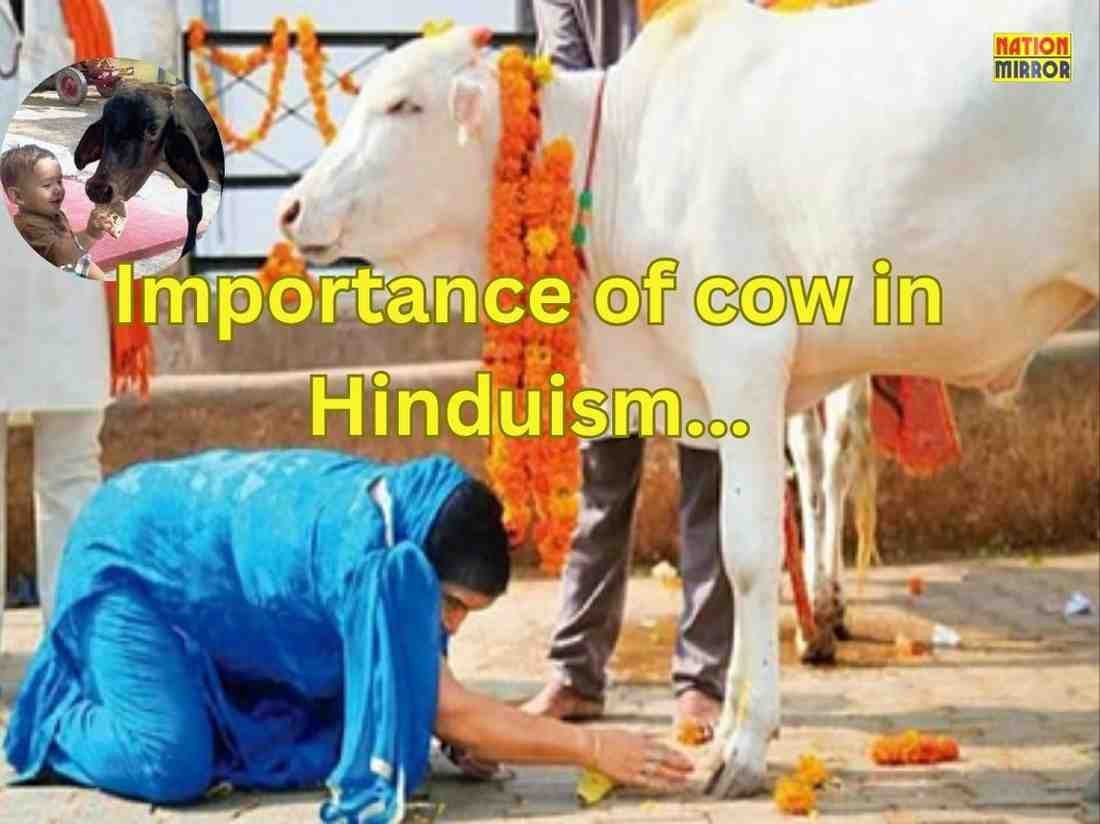 Importance of cow in Hinduism: हिंदू धर्म में आखिर सबसे पहले गाय के लिए खाना क्यो निकालते है?