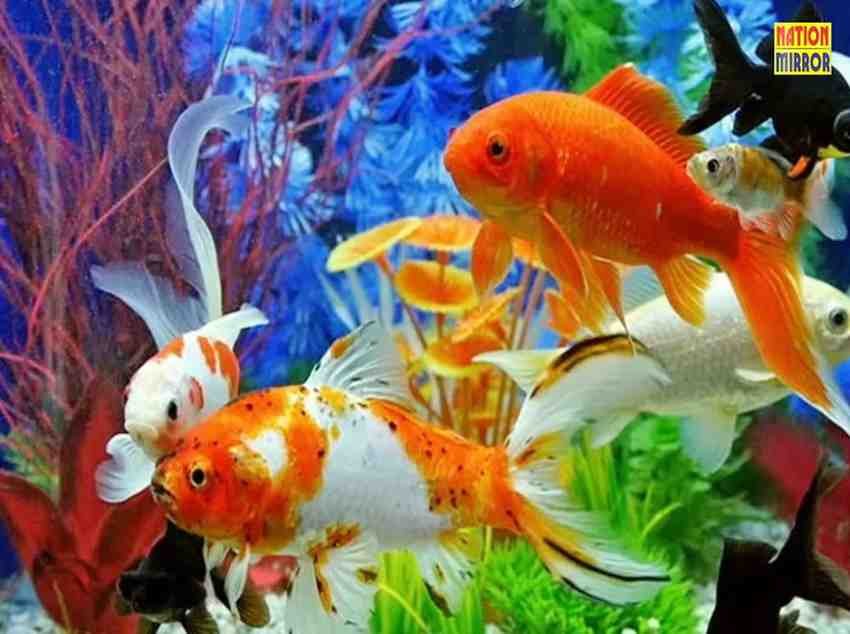 Lucky Fish for Home Aquarium Vastu: कौन सी मछली आपके घर के लिए भाग्यशाली है? जानिए सुख-समृद्धि लाने वाले एक्वेरियम का रहस्य...