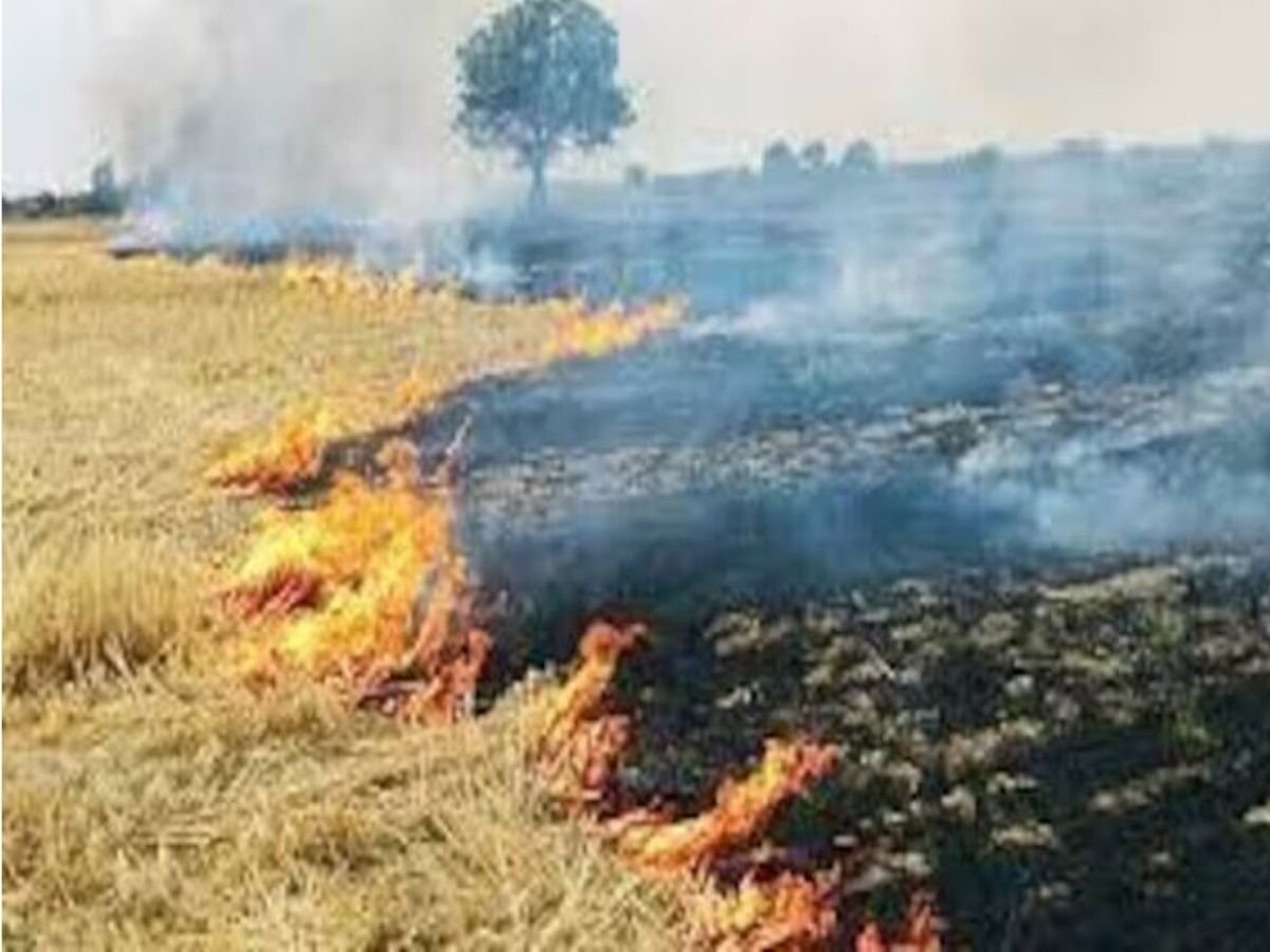RAJASTHAN NEWS : यूपी,पंजाब के बाद राजस्थान पराली जलानें में चौथे स्थान पर
