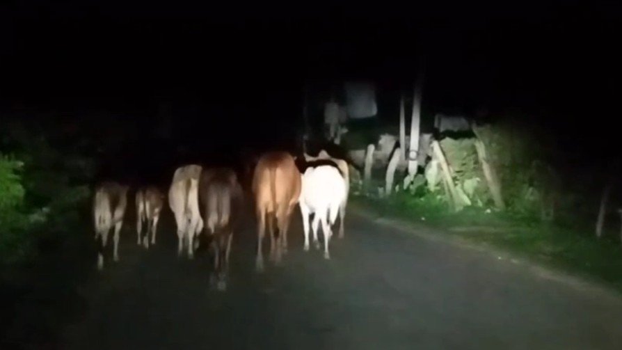 खटीमा में आवारा पशुओं से बढ़ती दुर्घटनाएं, 1 की मौत