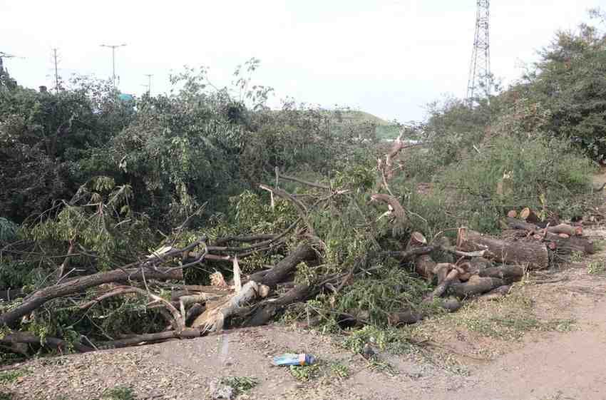 भोपाल के अयोध्या बाईपास पर पेड़ कटाई पर NGT ने लगाई  रोक