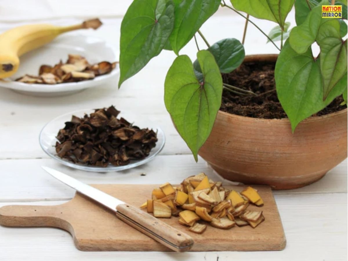 Use Banana Peels in Gardening: घर के किचन वेस्ट से करें बागवानी, जानें आसान घरेलू टिप्स!