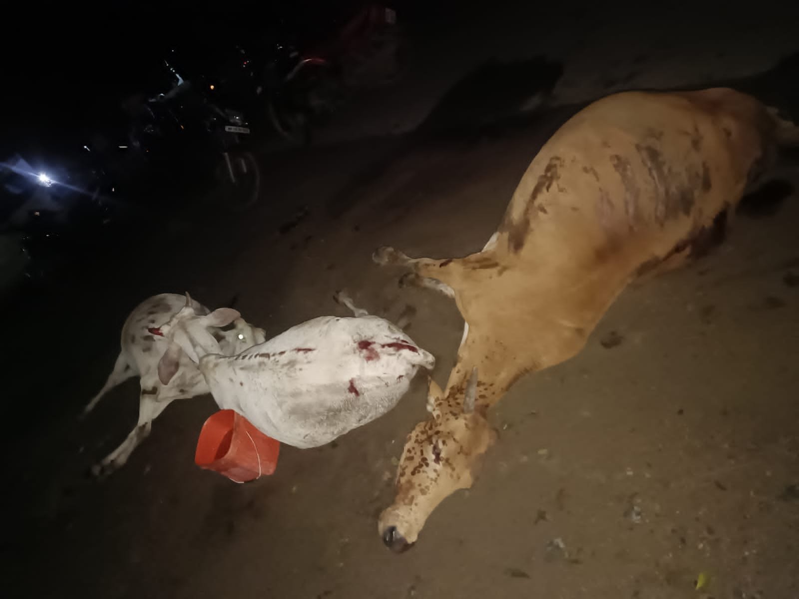 तेज रफ्तार अज्ञात वाहन ने बेजुबान पशुओं को रौंदा, 7 मवेशियों की गई जान