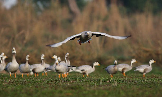 झज्जरः 29,000 फीट तक उड़ने वाला बार-हेडेड हंस बना आकर्षण