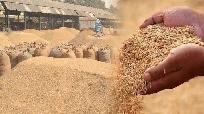 Dhan Update : छत्तीसगढ़ में धान ने पकड़ी रफ्तार, 15 लाख किंटल धान खरीदी