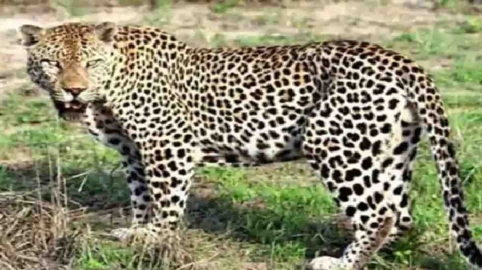 उतराखंड में गुलदार के हमले से व्यक्ति की मौत