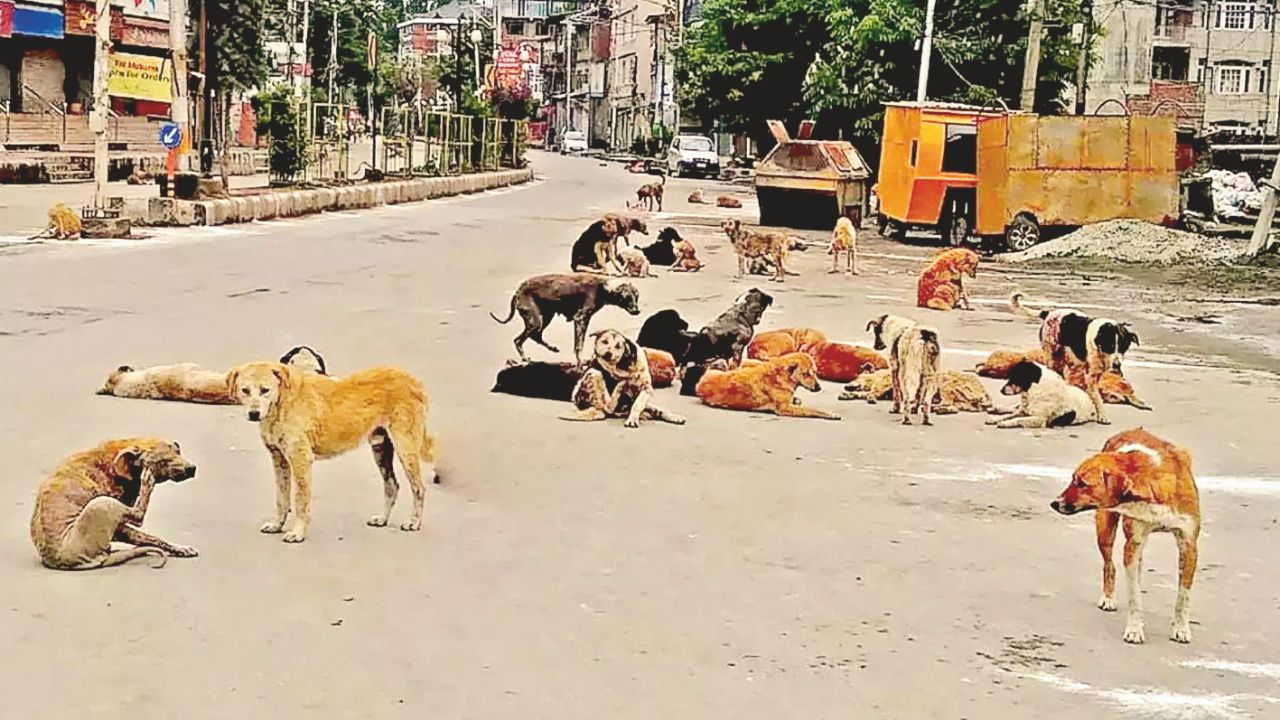 मध्यप्रदेश में आवारा कुत्तों का आंतक,नागरिकों में दहशत का माहौल