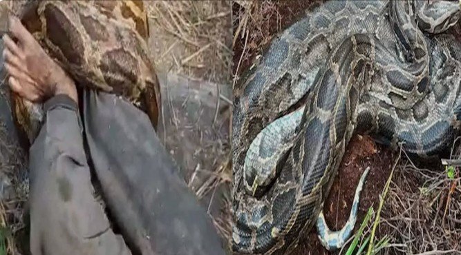 Raigarh Python Attack: शौच के लिए गए युवक को अजगर ने ऐसा जकड़ा की निकल गई जान