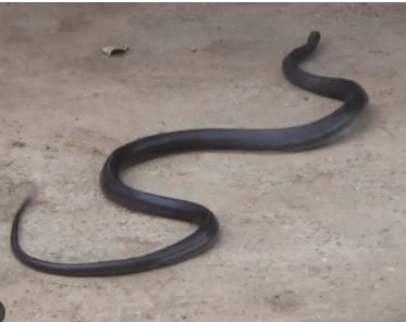 Raigarh: इंसानों के अस्पताल में सांपों का डेरा!