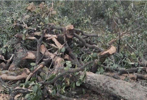 Singarouli coal block forest cutting: कोल ब्लॉक के नाम पर जंगल कटाई!