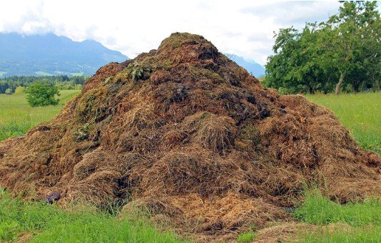 Cow dung scam: MP में अब 'गोबर घोटाला'! गौशाला के खाते में नहीं पहुंचे नीलामी के पैसे