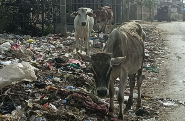 Raipur News: बारूद फैक्ट्री के जहरीला पानी पीने से 25 मवेशियों की मौत!, जांच जारी