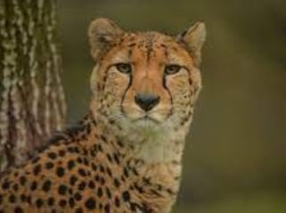 Cheetah Reintroduction: मध्य प्रदेश में फिर दहाड़ेंगे चीते, गांधी सागर में नामीबिया और बोत्सवाना से आएंगे 8 शिकारी