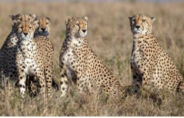 Cheetah Project: कूनो में बढ़ेगी जंगल की शान, अफ्रीका से आ रहे 8 चीते
