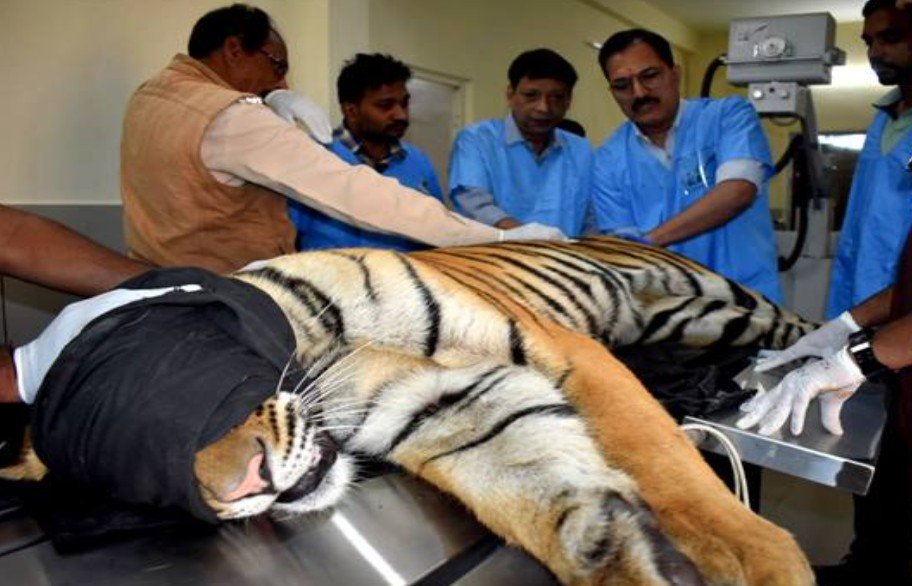 कान्हा टाइगर रिजर्व जाने से पहले जान ले नियम: कोर पर्यटन क्षेत्र में मोबाइल फोन पूरी तरह बैन