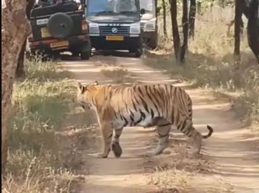 PENCH Tiger Reserve: 5 शावकों के साथ बाघिन जुगनी की सैर,नजारा देख रोमांचित हुए पर्यटक