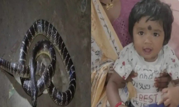 9 month baby bites snake: 9 माह की बच्ची के काटने पर सांप ने तड़प-तड़प कर दी जान, बच्ची ने खिलौना समझकर करैत सांप को काटा