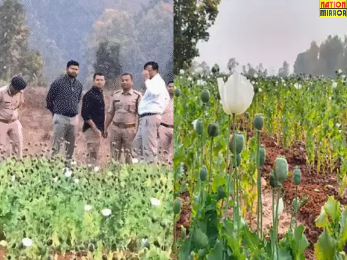 भाजपा नेता की निगरानी में अफीम की खेती:5 एकड़ में फूलों की आड़ में उगा रहे थे