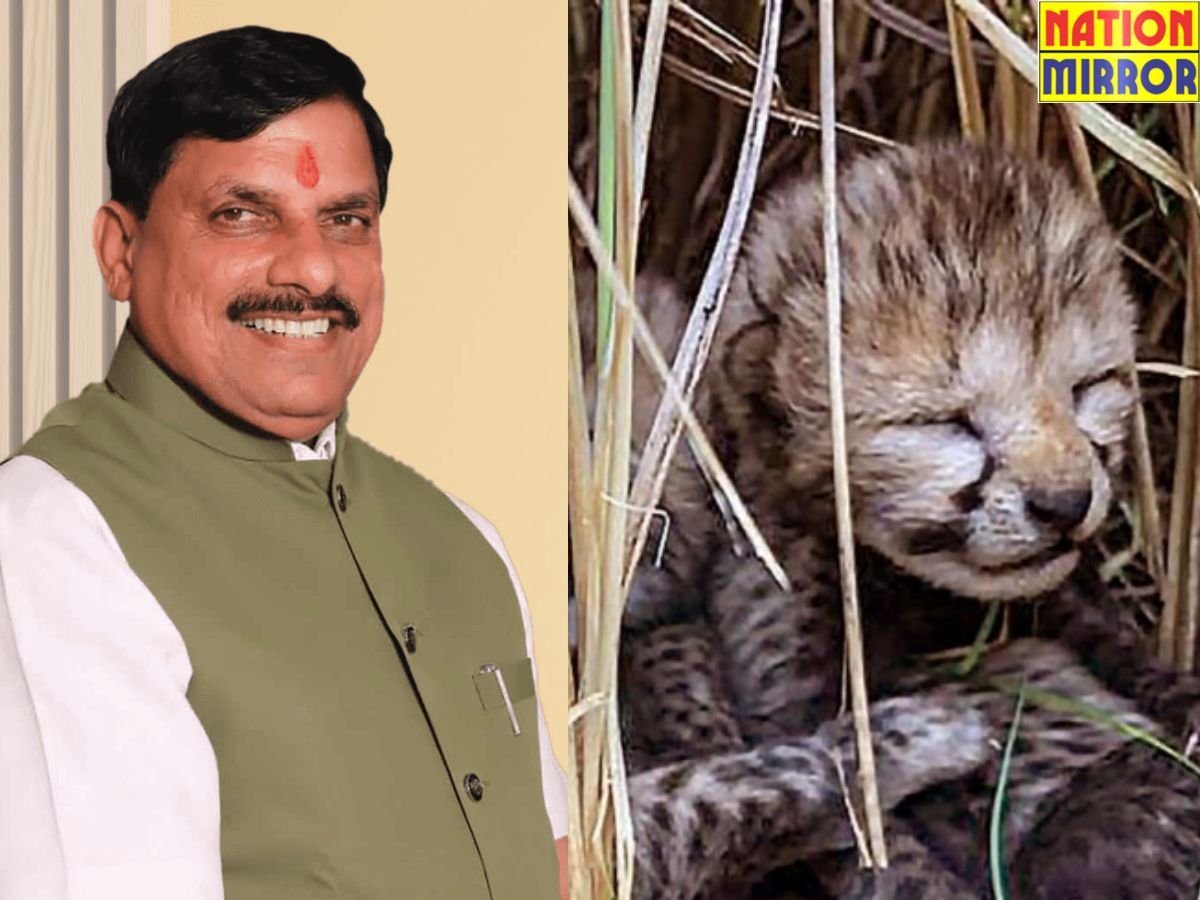 कूनो नेशनल पार्कः मादा चीता आशा बनी मां, सीएम डॉ. मोहन यादव ने शेयर किया वीडियो