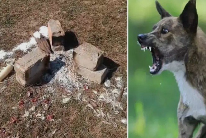 Ambikapur Rabies Infected Goat: रेबीज संक्रमित बकरे का मटन खा गए  400 लोग, अब टेंशन में .
