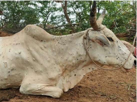 MP के कई जिलों में लंपी वायरस का अटैक, कई गायों की मौत