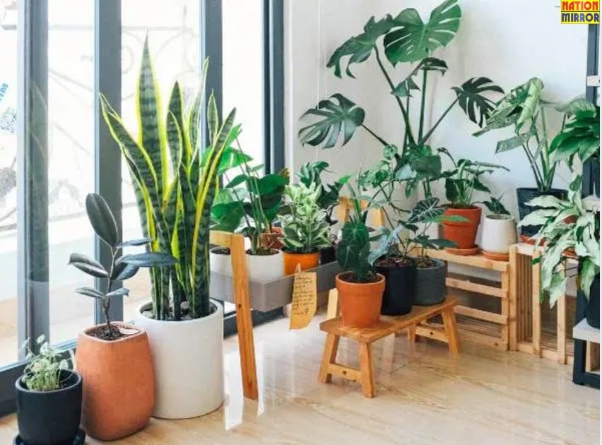 Positive Energy Plants for Home: लगाएं घर में ये पौधे सुंदरता के साथ फैलेगी पॉजिटिविटी!