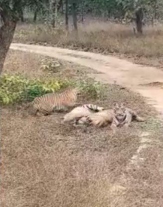 Tigress Video: संजय टाइगर रिजर्व में 'मौसी' बाघिन की शावकों के साथ मस्ती