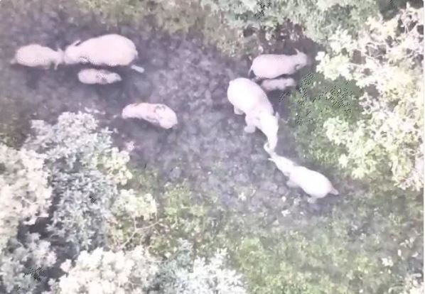 elephants in Korba district: बेबी एलीफेंट के साथ 15 हाथियों का Movement "ड्रोन से निगरानी".