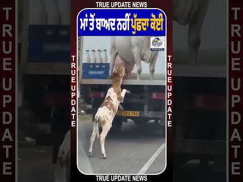 ਮਾਂ ਤੋਂ ਵਿਛੜਨ ਤੋਂ ਬਾਅਦ ਦਾ ਦੁੱਖ 