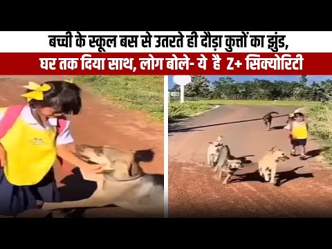 बच्ची को मिली Z+ सिक्योरिटी: स्कूल बस से उतरते ही कुत्तों का झुंड बना साथी
