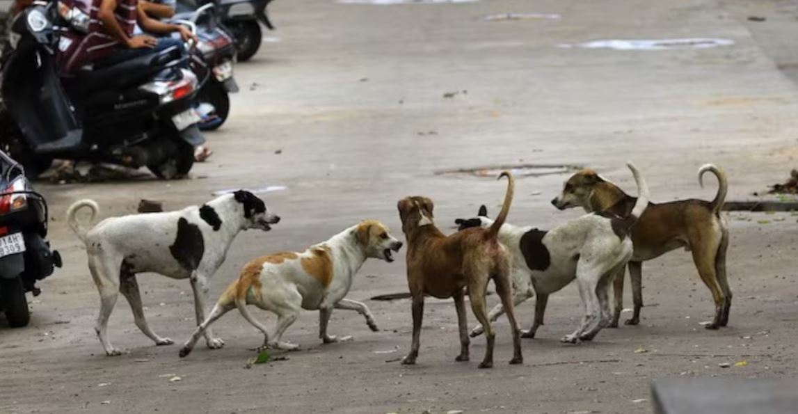 सुप्रीम कोर्ट का निर्देश - नोएडा में आवारा कुत्तों को समायोजित करने के लिए आश्रयस्थल बनाएं