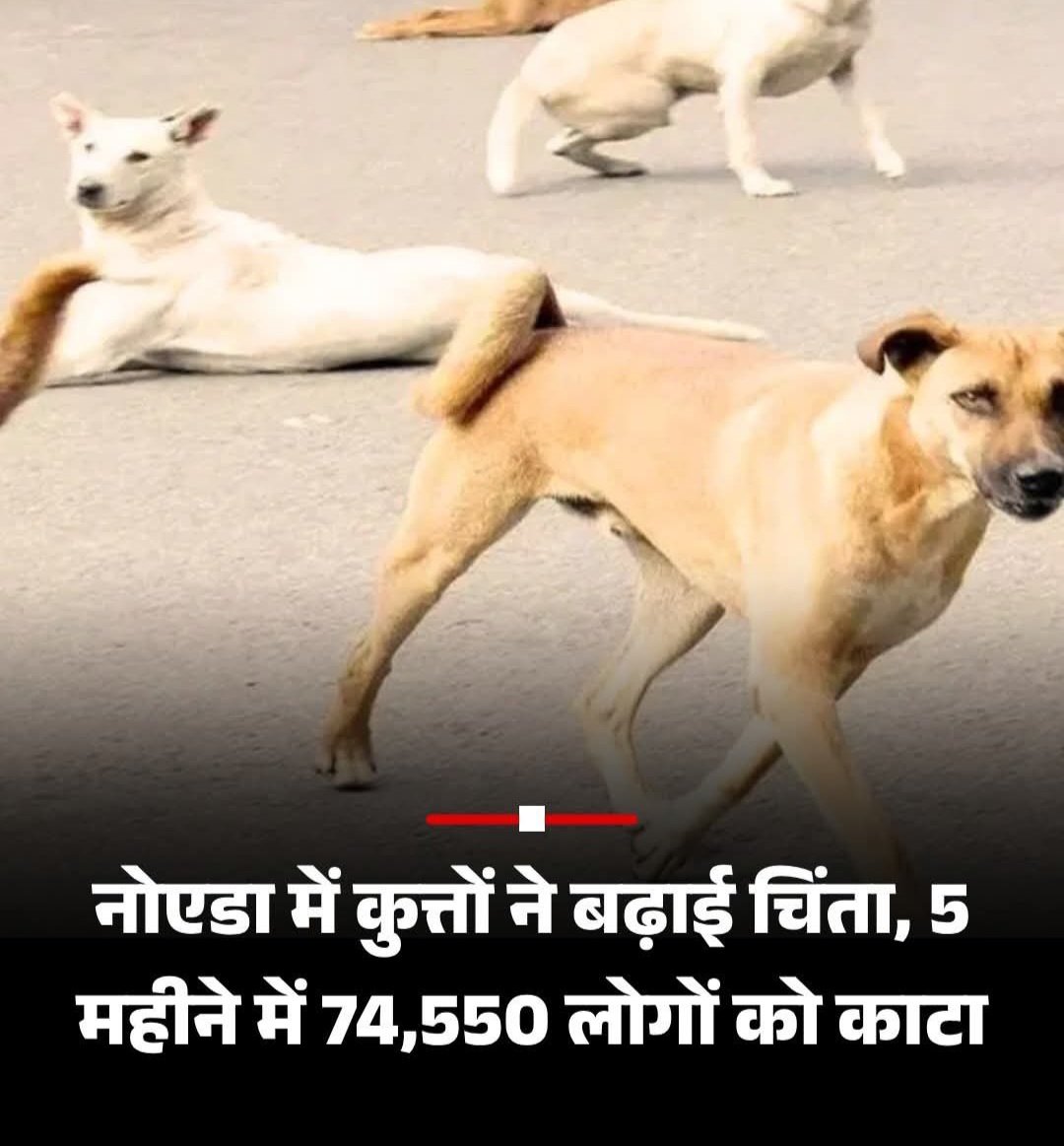 नोएडा में जानवरों का आतंक हर महीने 10 हज़ार से ज़्यादा डॉग बाइट के केस