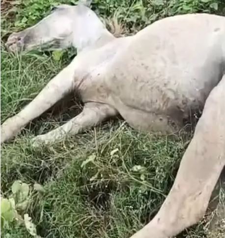 ग्रेटर नोएडा प्राधिकरण की लापरवाही से ढाई लाख की घोड़ी की करंट लगने से मौत ग्रामीणों में रोष