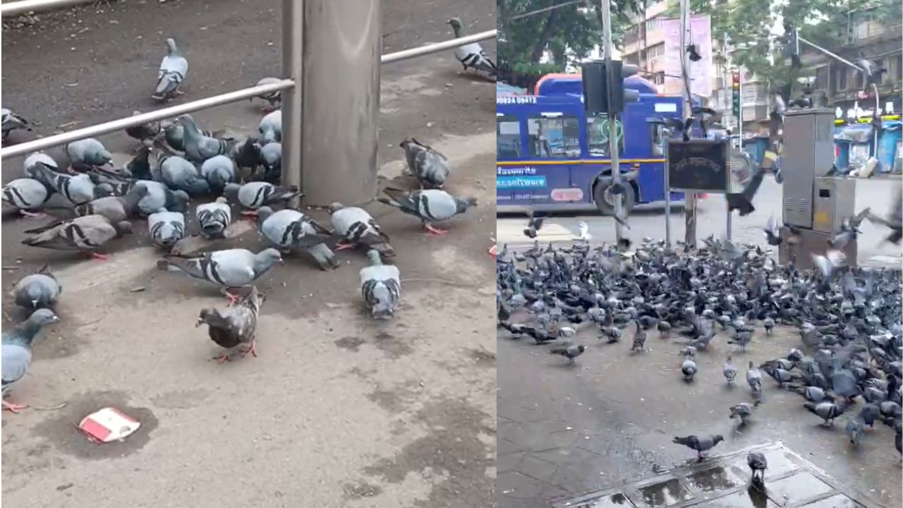 मुंबई में कबूतरों को दाना डालना पड़ा महंगा माहिम में पहली बार अज्ञात व्यक्ति पर fir दर्ज हुई