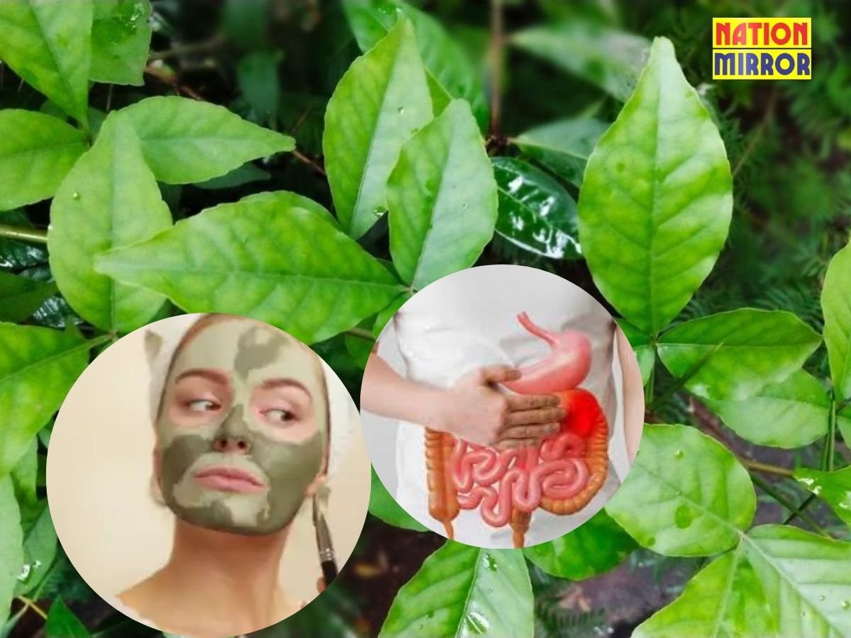 belpatra health benefits सेहत के लिए रामबाण