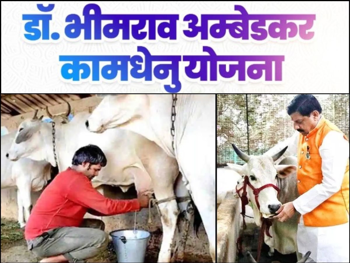 cm डॉ मोहन ने दी डेयरी व्यवसाय को नई उड़ान25 पशु इकाई पर मिल रहे 42 लाख