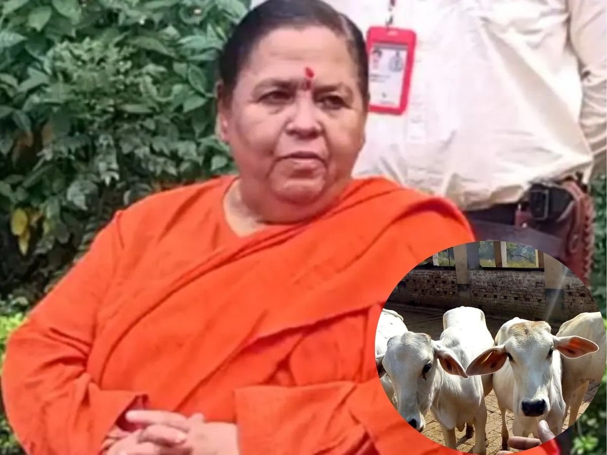 mp news  गौ संवर्धन अभियान की शुरूआत करेंगी उमा भारतीगाय सरंक्षण पर जोर