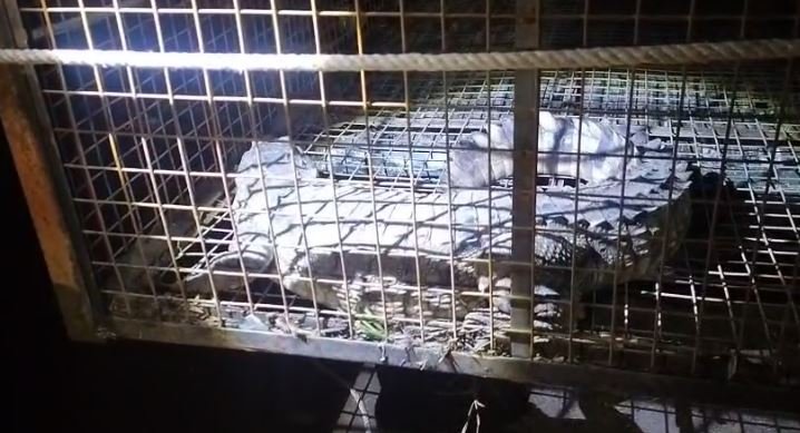 crocodile rescue बड़वानी तालाब से मगरमच्छ का सफल रेस्क्यू 10 दिनों से दहशत में थे ग्रामीण