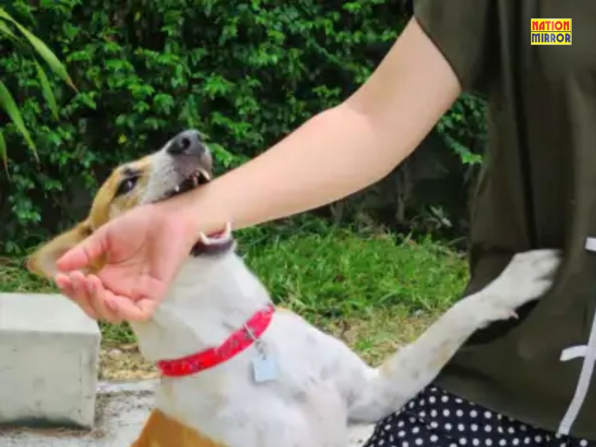 dog bite guide कुत्ते के काटने पर क्या करें जानिए उपचार और कानूनी उपाय