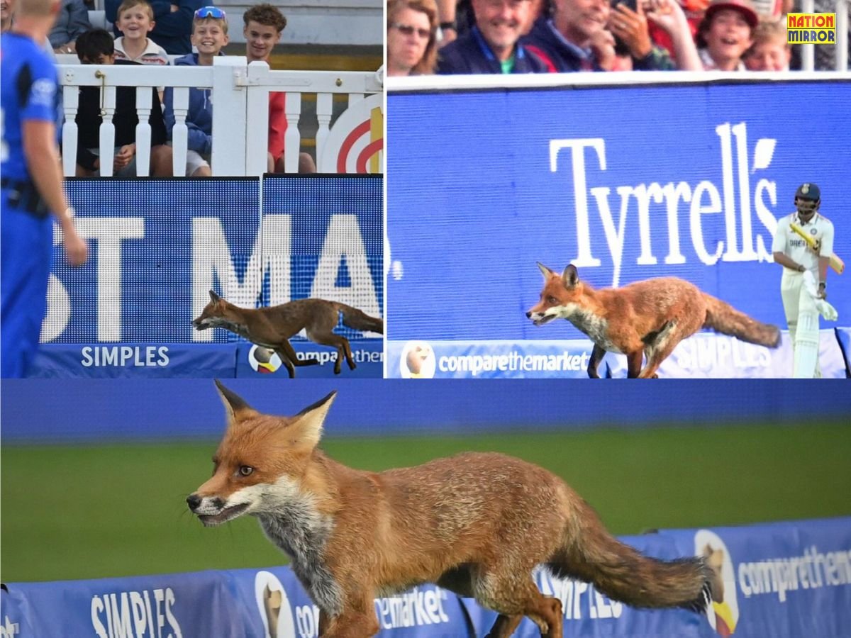 fox at lords cricket ground मैच के दौरान लॉर्ड्स मैदान में घुसी लोमड़ी वीडियो सोशल मीडिया में वायरल