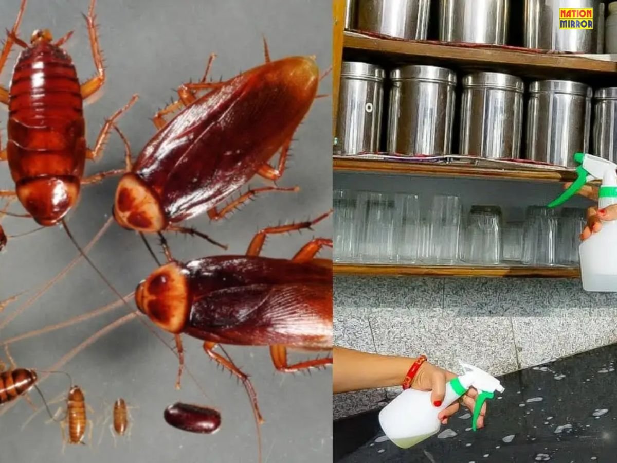 get rid of cockroaches कॉकरोच कर रहे हैं किचन पर कब्जा ये घरेलू उपाय करेंगे छूमंतर