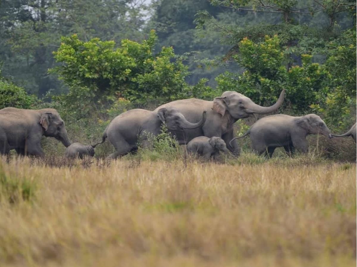 शहडोल में 19 हाथियों का आतंक-खेत-खलिहान और मकानों को पहुंचाया नुकसानवन विभाग गश्त कर रहा लोगों को सर्तक रहने की अपील की
