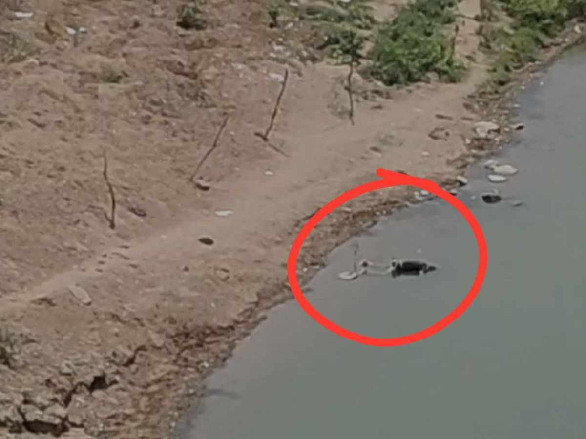 hamirpur dead body in betwa बेतवा नदी में लापता युवक का शव मिलने से हड़कंप पुलिस जांच में जुटी